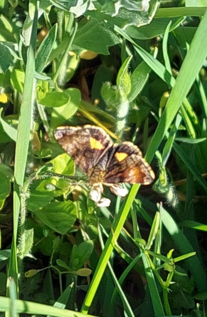 Panemeria tenebrata - apró sárgabagoly