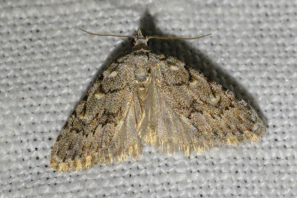 Nola cicatricalis - szürke pamacsosszövő