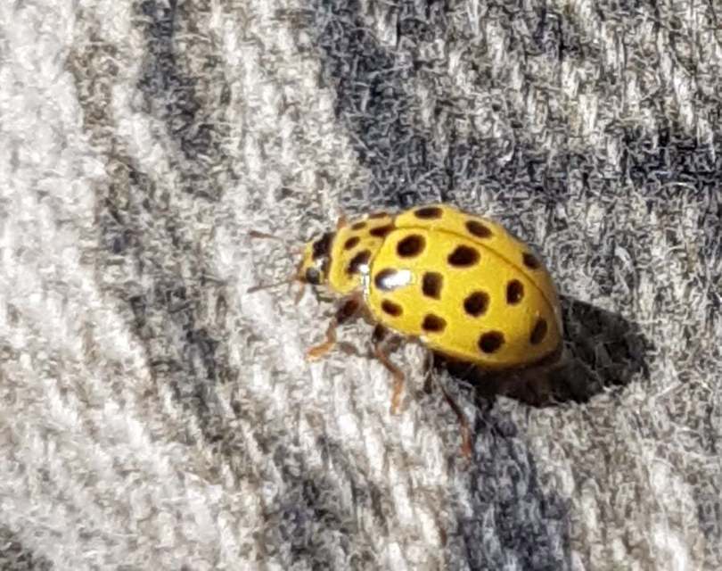 Psyllobora vigintiduopunctata - huszonkétpettyes katica