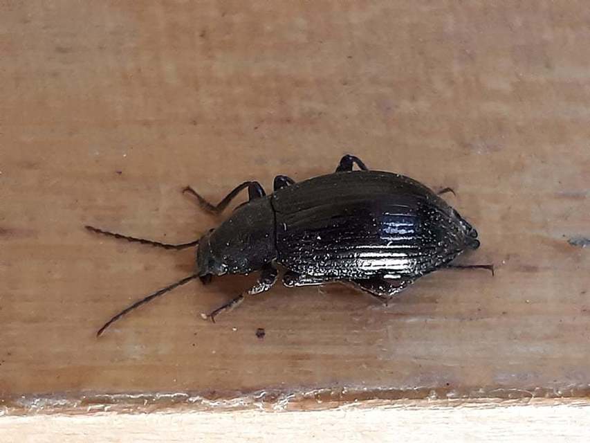 Stenomax aeneus - bronzos gyászbogár