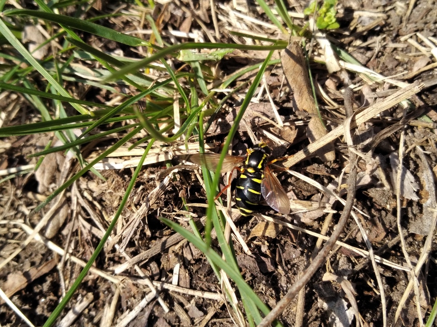 Xanthogramma citrofasciatum - korai oldalsávoslégy