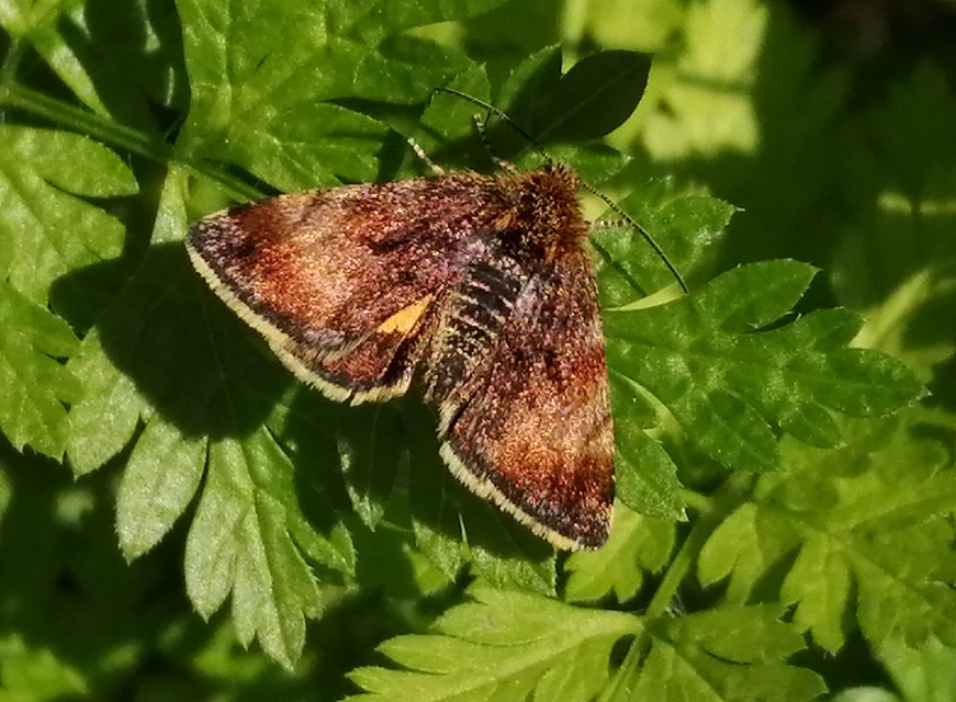 Panemeria tenebrata - apró sárgabagoly