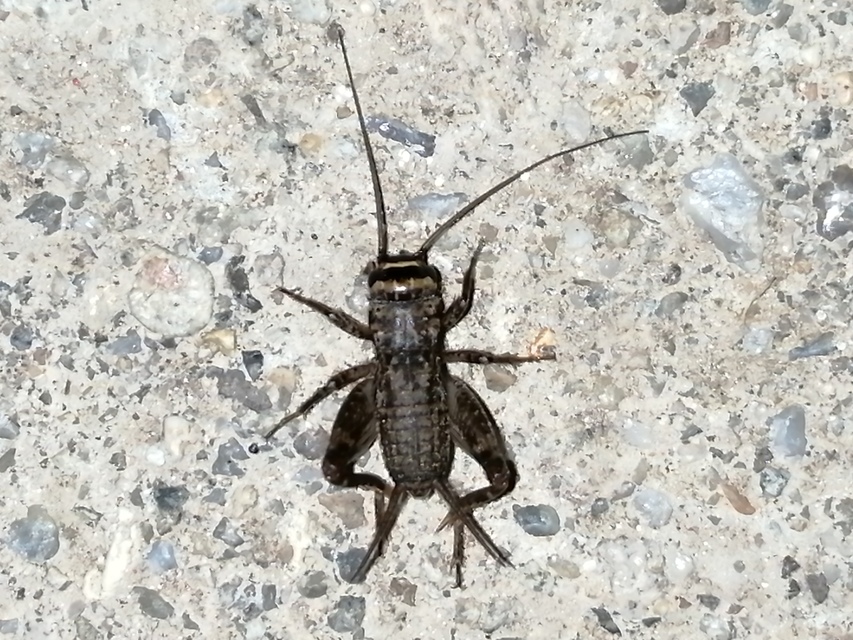 Modicogryllus