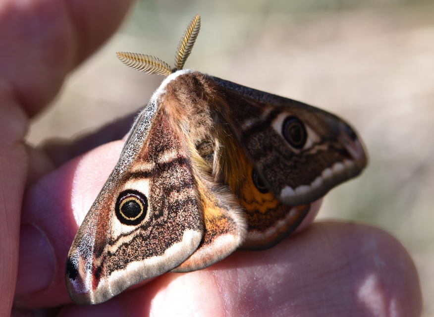 Saturnia pavoniella/pavonia