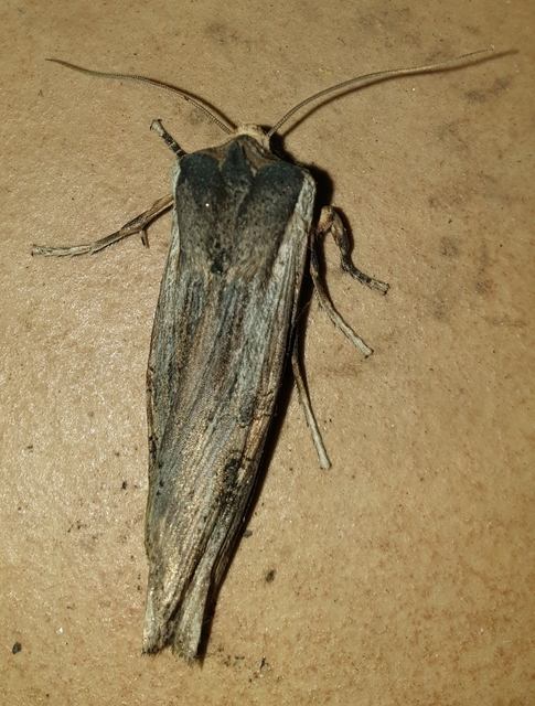 Xylena exsoleta - szürke fabagoly