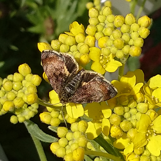 Panemeria tenebrata - apró sárgabagoly