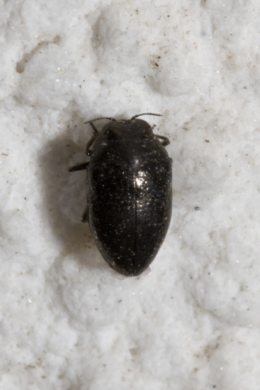 Trachys scrobiculatus - menta-vájárdíszbogár