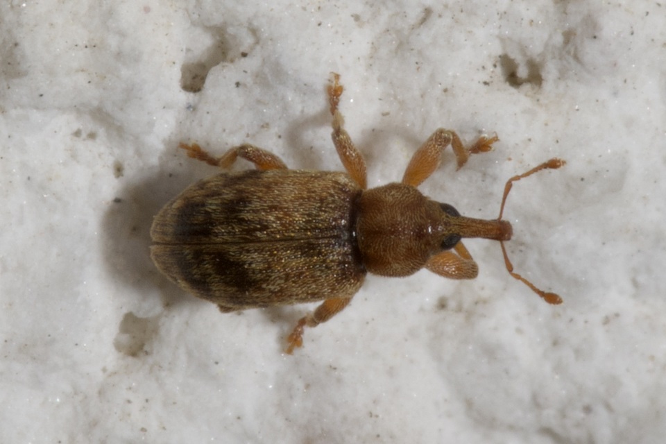Dorytomus rufatus - rőt hangormányos
