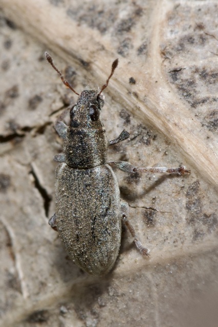 Sitona humeralis - lucerna-csipkézőbogár