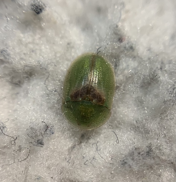 Cassida