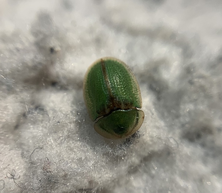 Cassida
