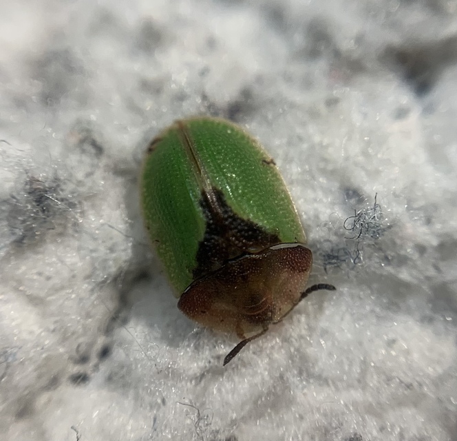 Cassida ferruginea - rozsdabarna pajzsbogár Cassida ferruginea - rozsdabarna pajzsbogár