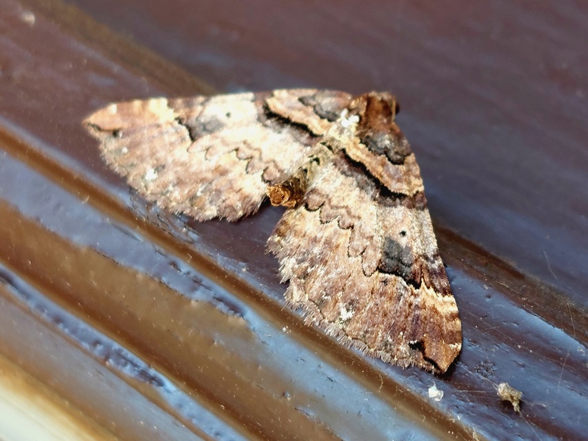 Earophila badiata - csipkerózsa-araszoló
