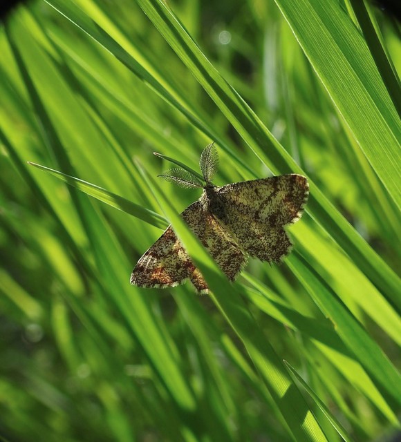 Ematurga atomaria - barna rétiaraszoló