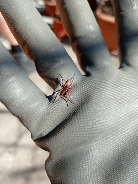 Dysderidae - fojtópókok