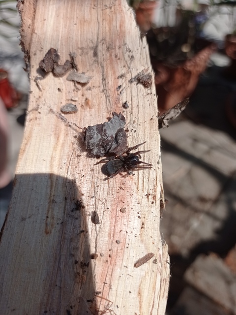 Amaurobius ferox - nagy eretnekpók