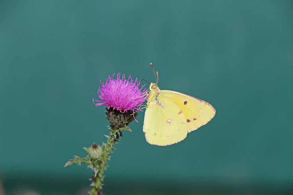 Colias croceus - sáfránylepke Colias croceus - sáfránylepke