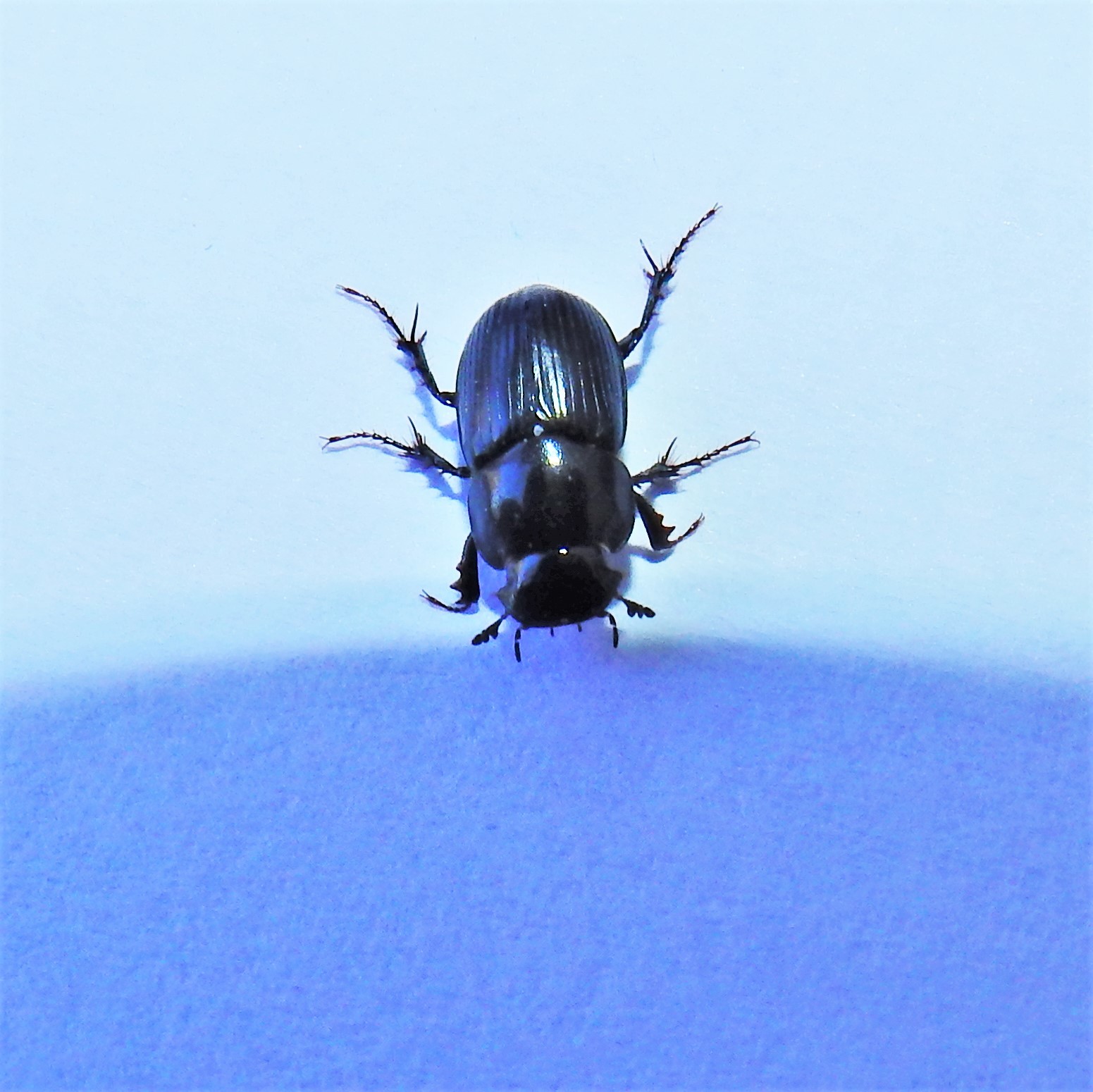 Aphodius luridus - tarka trágyabogár