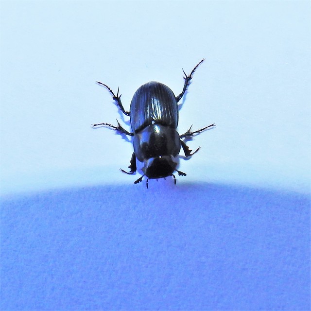 Aphodius luridus - tarka trágyabogár
