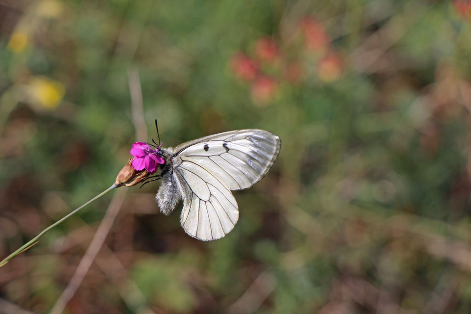 Parnassius mnemosyne - kis apollólepke Parnassius mnemosyne - kis apollólepke