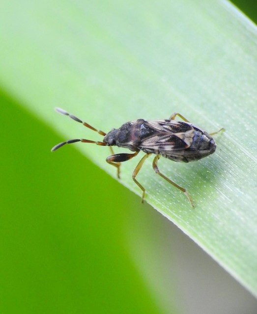 Heteroptera - Poloskák