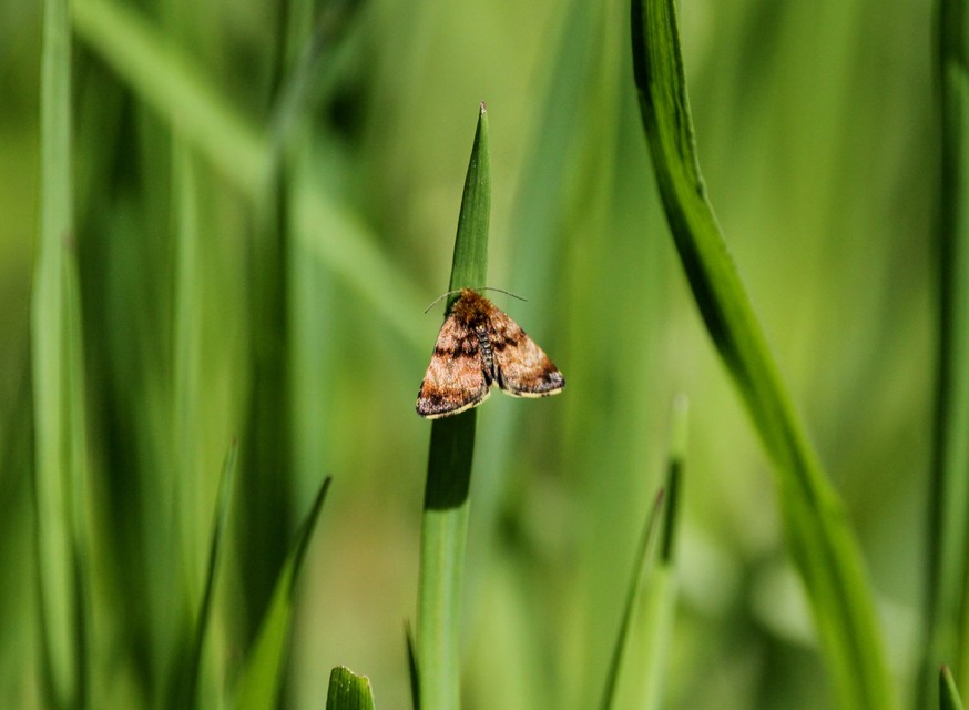 Panemeria tenebrata - apró sárgabagoly