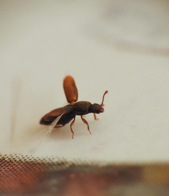 Monotoma