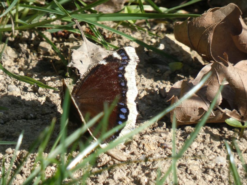Nymphalis antiopa - gyászlepke