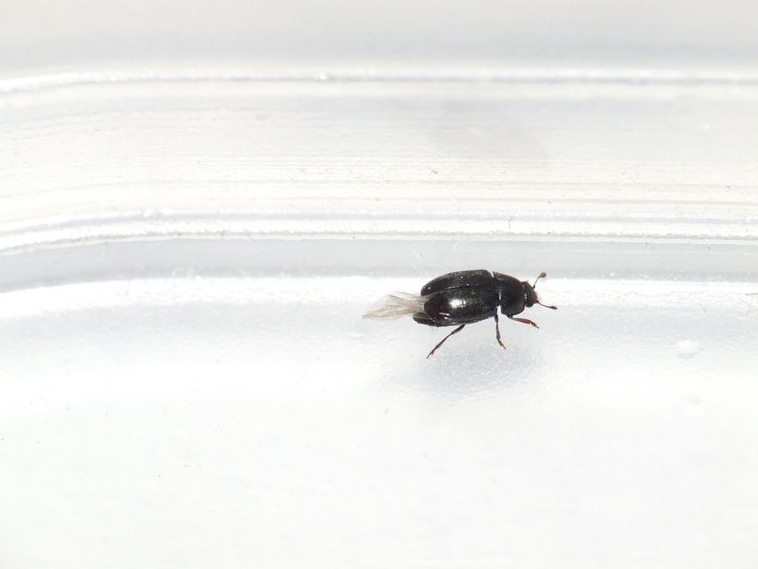 Meligethinae