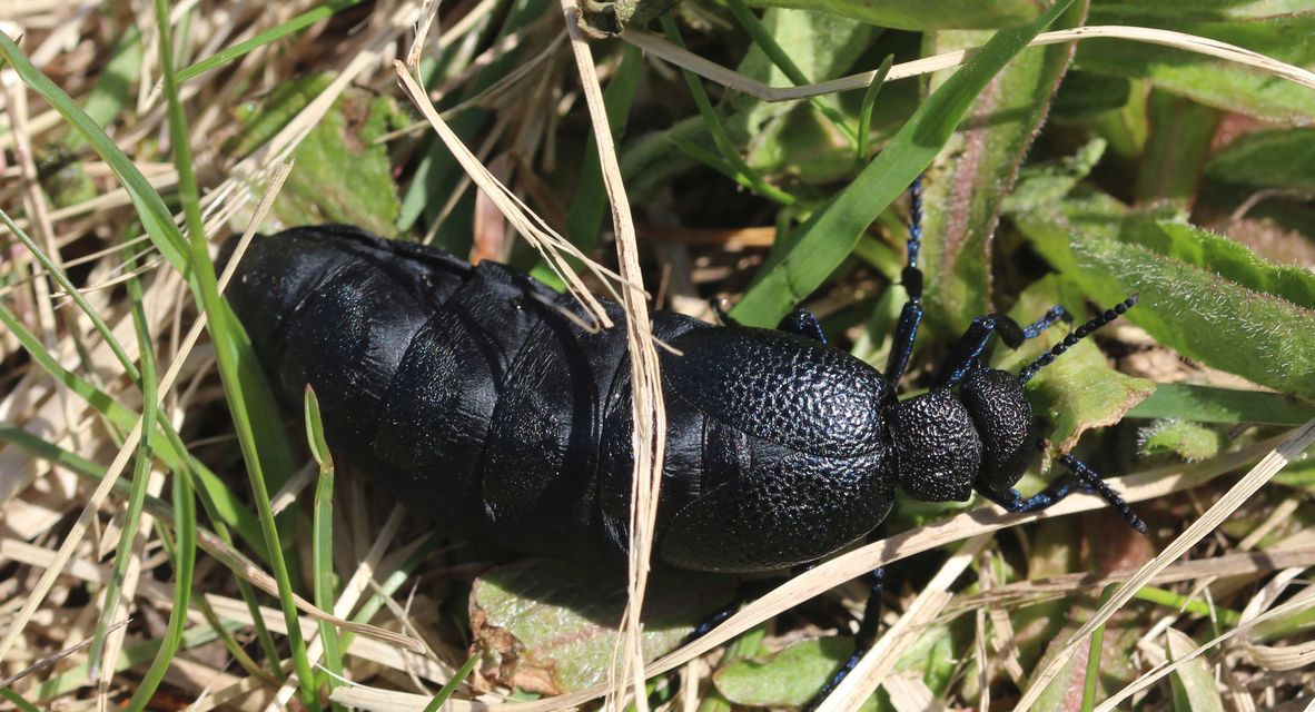 Meloe cicatricosus - óriásnünüke