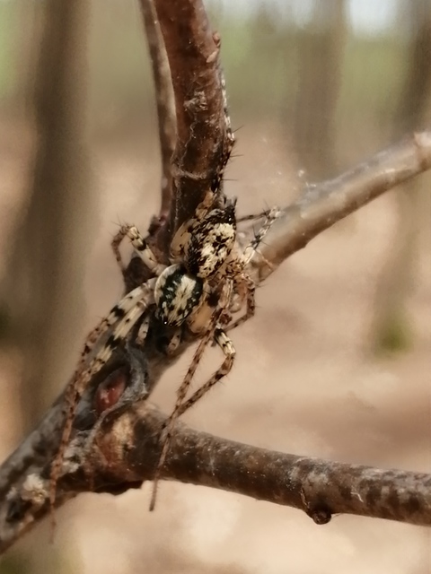 Anyphaena accentuata - jegyespók