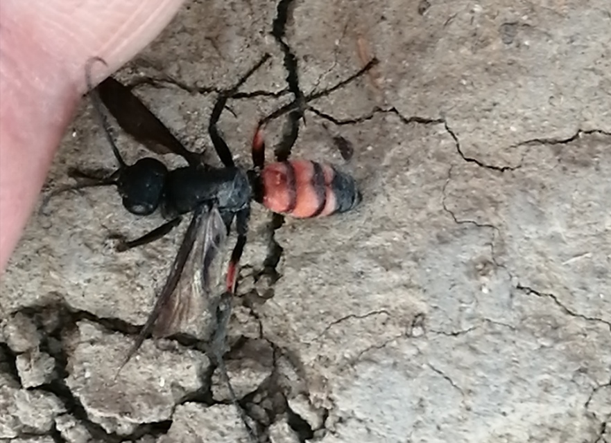 Anoplius viaticus - közönséges útonállódarázs