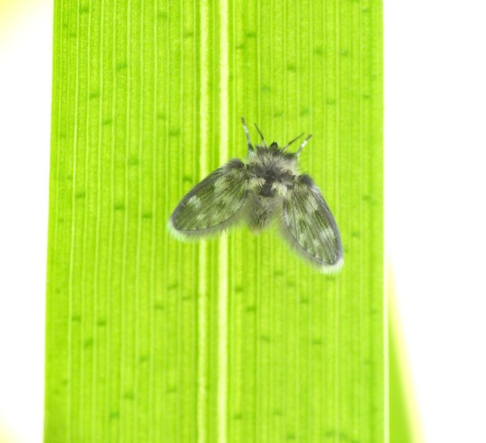 Psychodinae