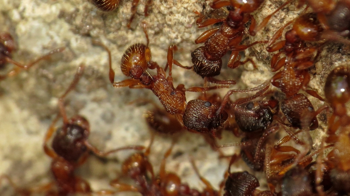 Myrmica sabuleti - gyakori bütyköshangya