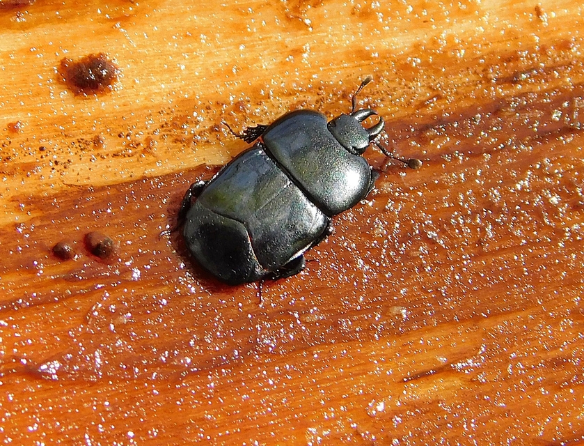 Hololepta plana - lemez-sutabogár