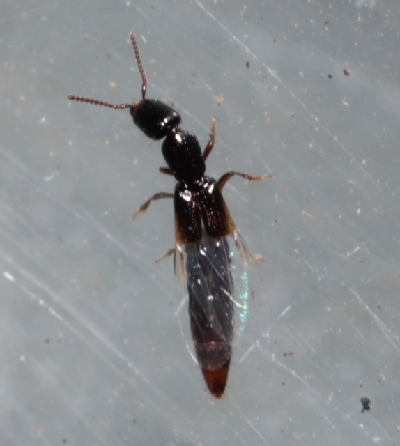 Xantholinus Xantholinus