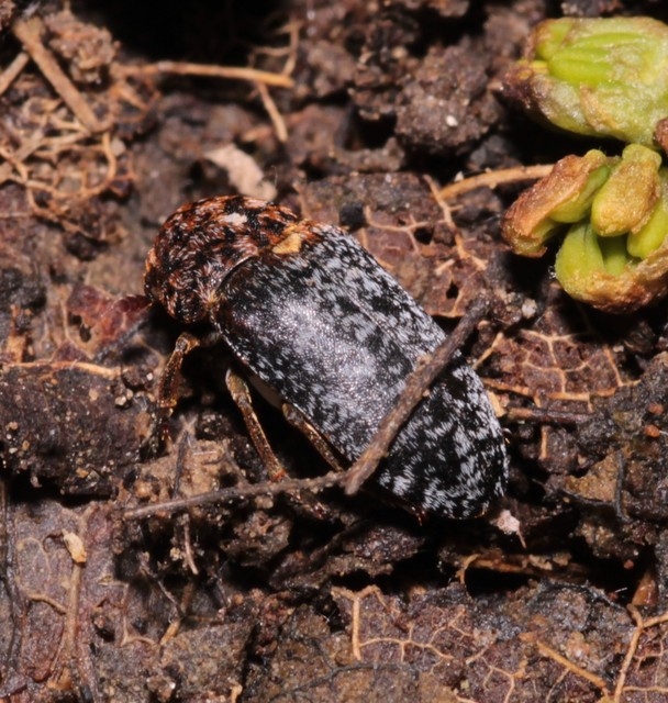 Dermestes undulatus - márványos porva Dermestes undulatus - márványos porva