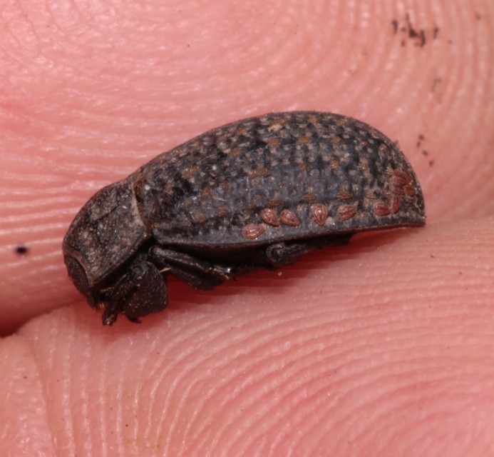 Trox sabulosus - közönséges irhabogár