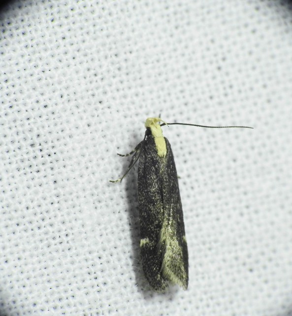 Aroga flavicomella - aranyfejű sarlósmoly