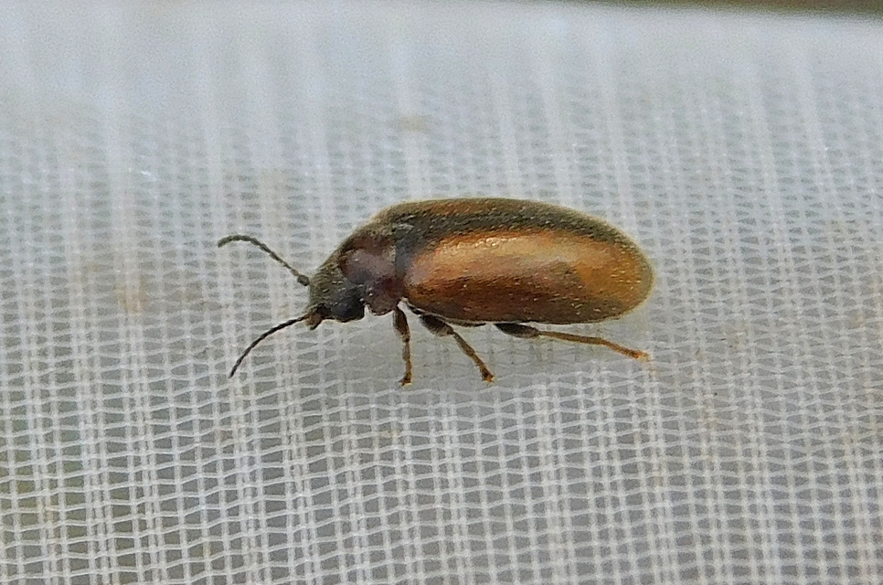 Scirtidae - rétbogárfélék