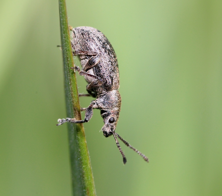 Phyllobius pyri - gyümölcsfa-levélormányos