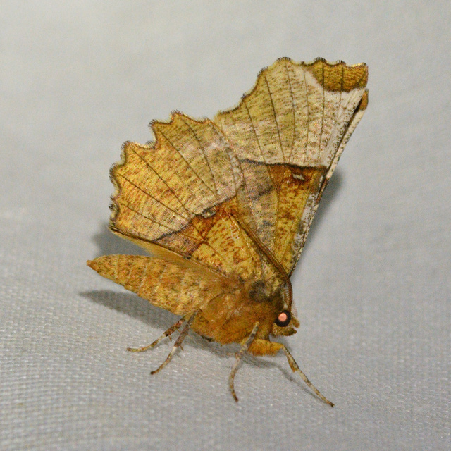 Selenia lunularia - egyfoltos holdasaraszoló