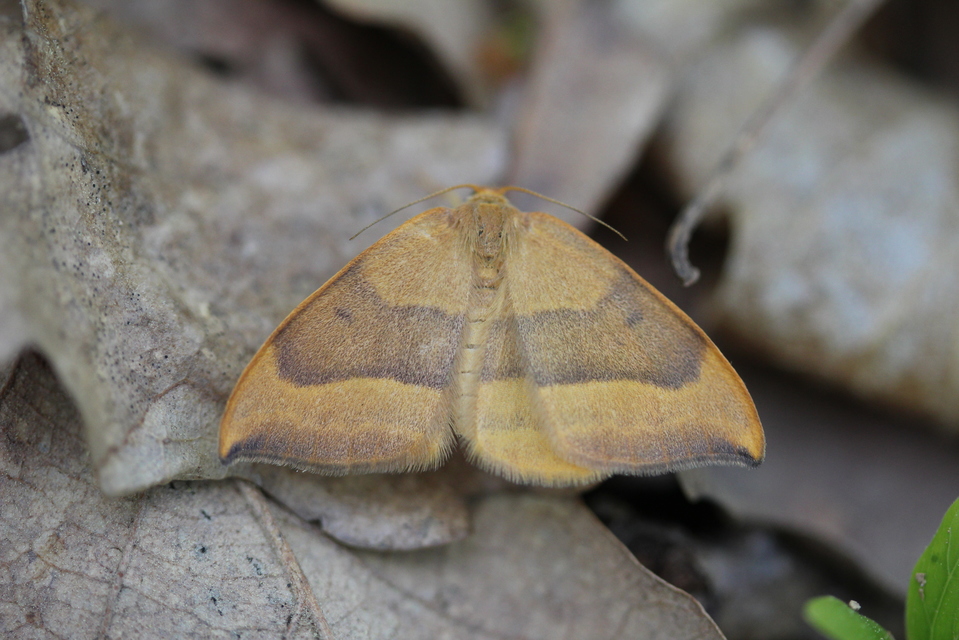 Watsonalla cultraria - bükkfa-sarlósszövő