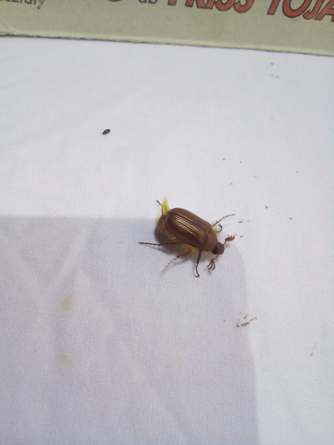Holochelus aequinoctialis - tavaszeleji cserebogár