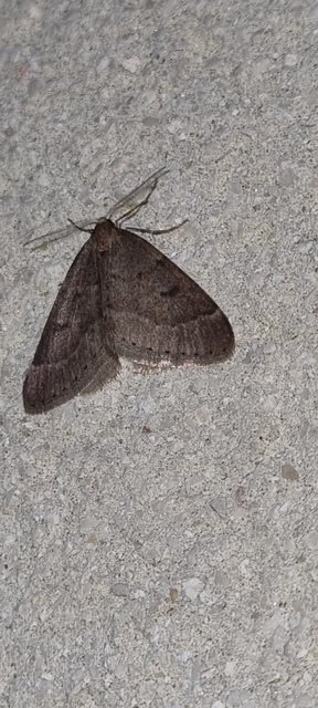 Theria rupicapraria - tavaszi kökényaraszoló