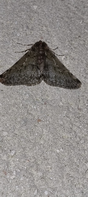 Apocheima pilosaria - zöldes tavasziaraszoló
