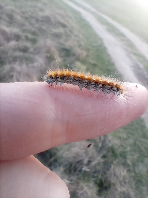 Rhyparia purpurata - bíborszínű medvelepke
