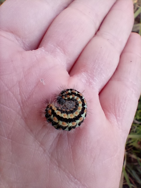 Pentophera morio - réti gyapjaslepke