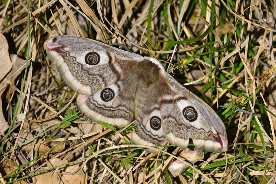 Saturnia pavoniella/pavonia