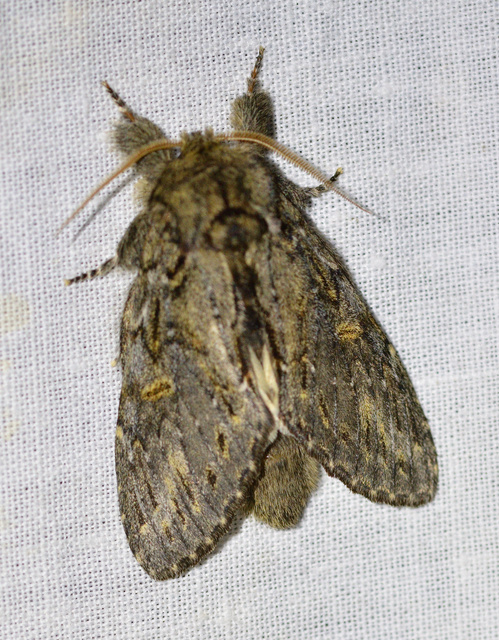 Peridea anceps - füstös púposszövő